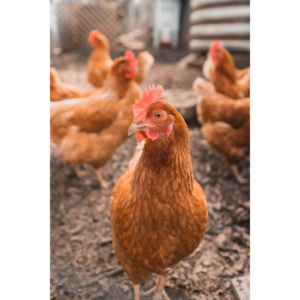 Chicken Patties Paprika & Rosemary 4-pack
