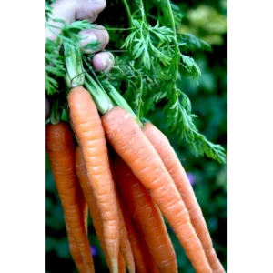 Carrots Bunch