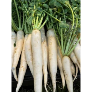 Daikon/Japanese Radish Bunch