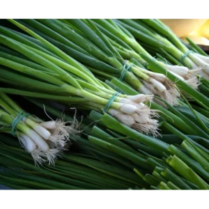 Spring Onion Green Bunch
