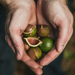 Toorbos Macadamia Nuts 1kg