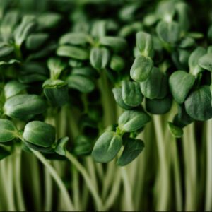Microgreens Sunflower Shoots 60g