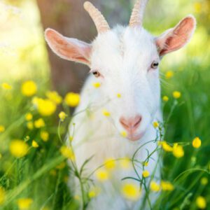 Raw Local Goat's Milk For Pets 1L Frozen