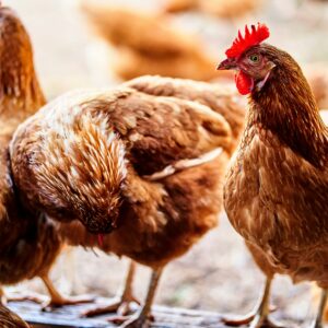Langvlei Farm Pastured Non GMO Livers 500g