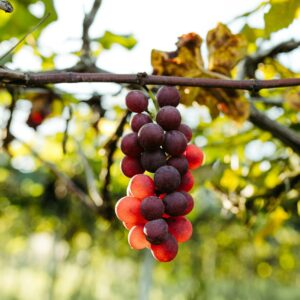 Crimson Grapes 450g